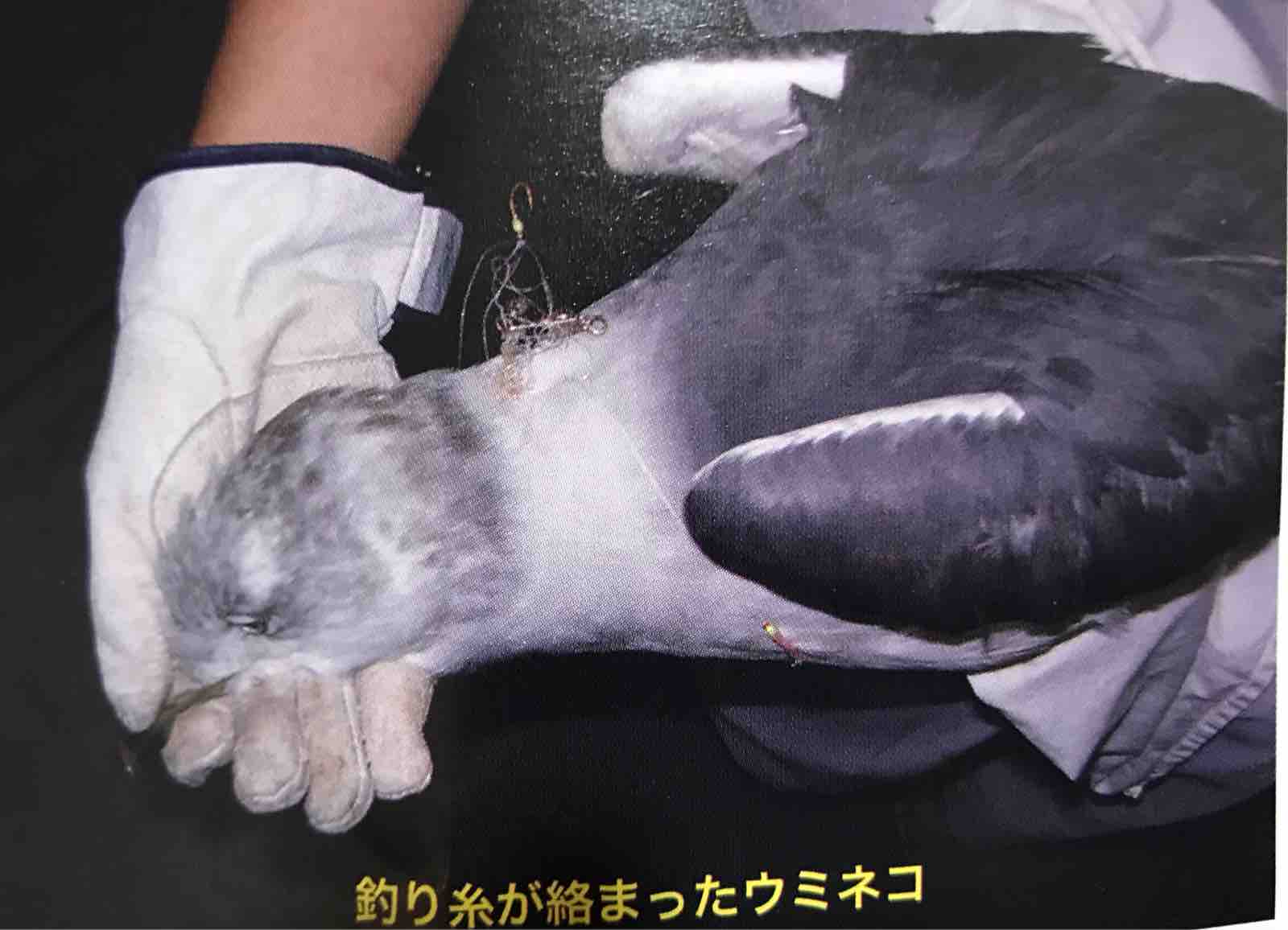 Stop 残酷すぎる釣り針 釣り糸被害 Blue Tetristの釣りノート