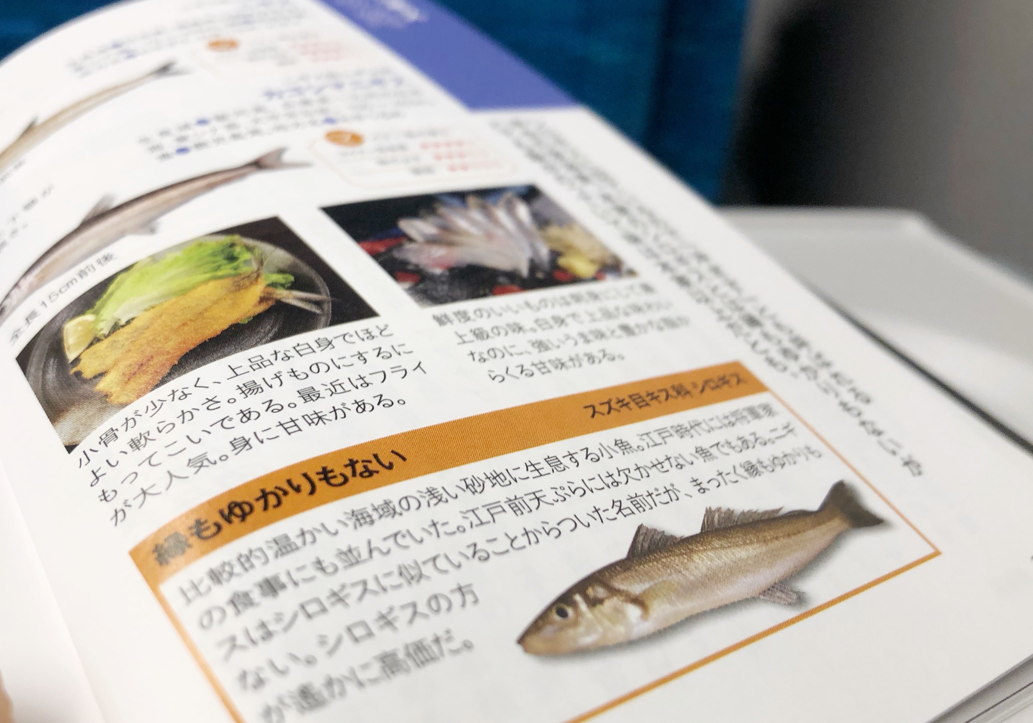 全国に1ヶ所だけハオコゼを食べる地域があるらしい Blue Tetristの釣りノート 全国に1ヶ所だけハオコゼを食べる地域があるらしい Blue Tetristの釣りノート