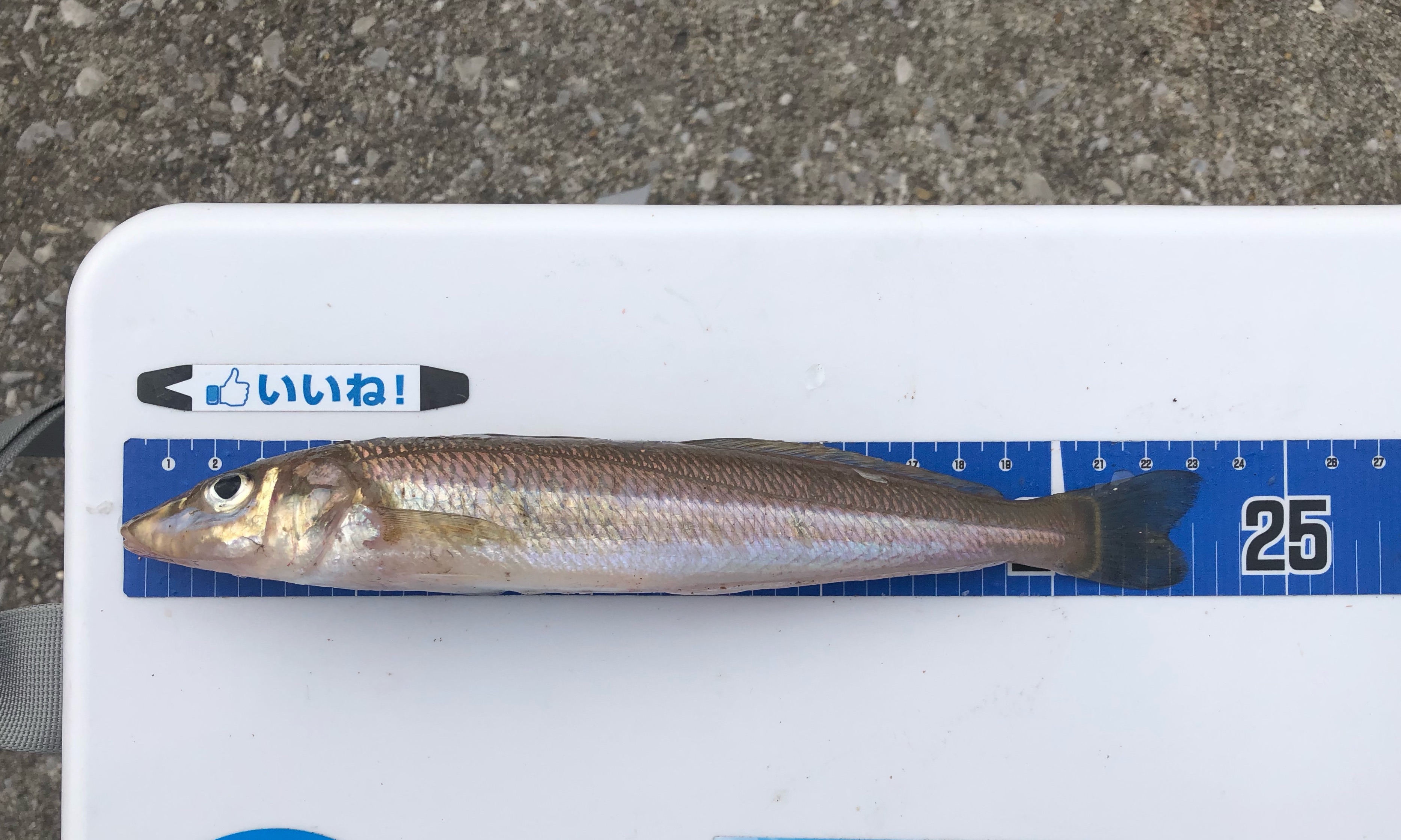 まだ釣れた 冬の須磨で良型キスを釣る方法 Blue Tetristの釣りノート まだ釣れた 冬の須磨で良型キスを釣る方法 Blue Tetristの釣りノート