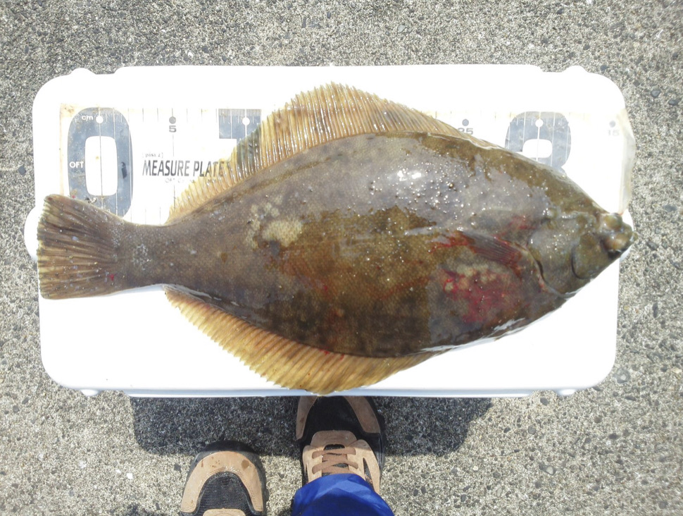 初心者でも 狙って釣る肉厚カレイ 道具とポイント選び Blue Tetristの釣りノート