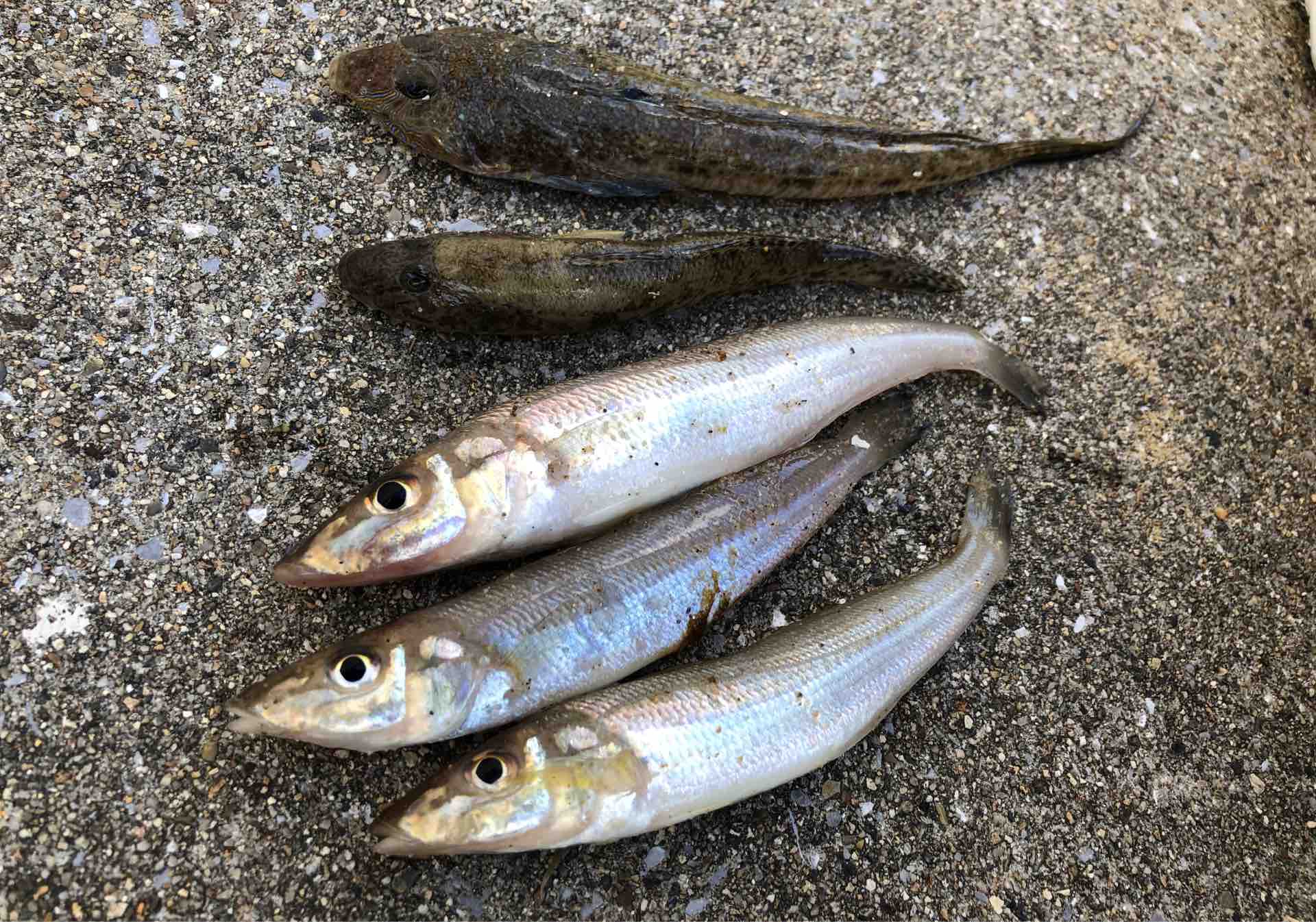 cmはピンギス その非情さがデカギスを呼ぶ Blue Tetristの釣りノート