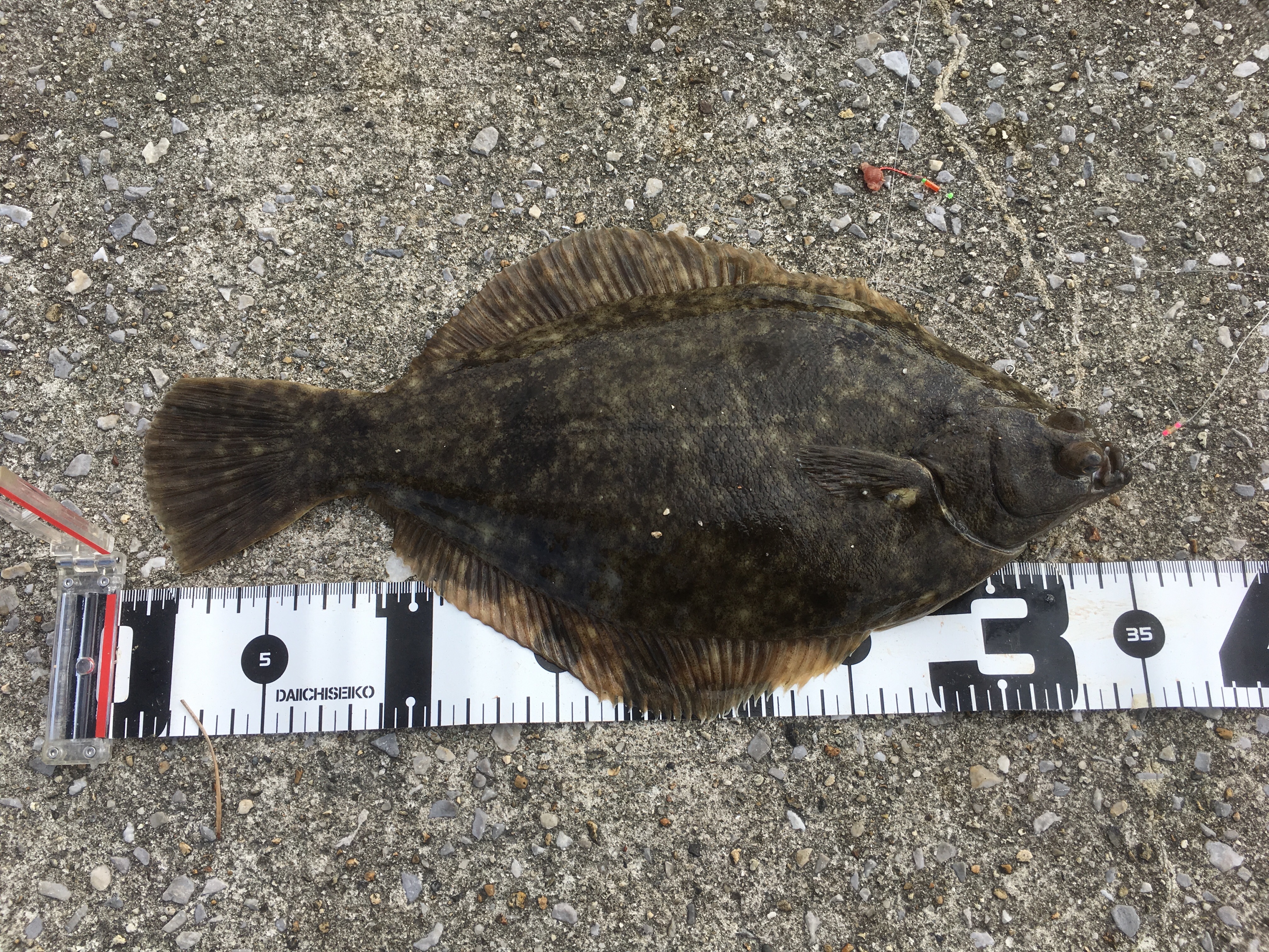 21花見ガレイ開幕へ カレイ釣り講座近日公開 Blue Tetristの釣りノート