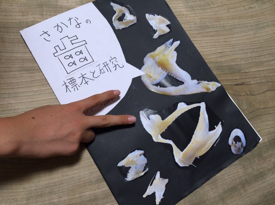 釣行口実集 夏休みの自由研究に魚の歯の標本 Blue Tetristの釣りノート 釣行口実集 夏休みの自由研究に魚の歯の標本 Blue Tetristの釣りノート