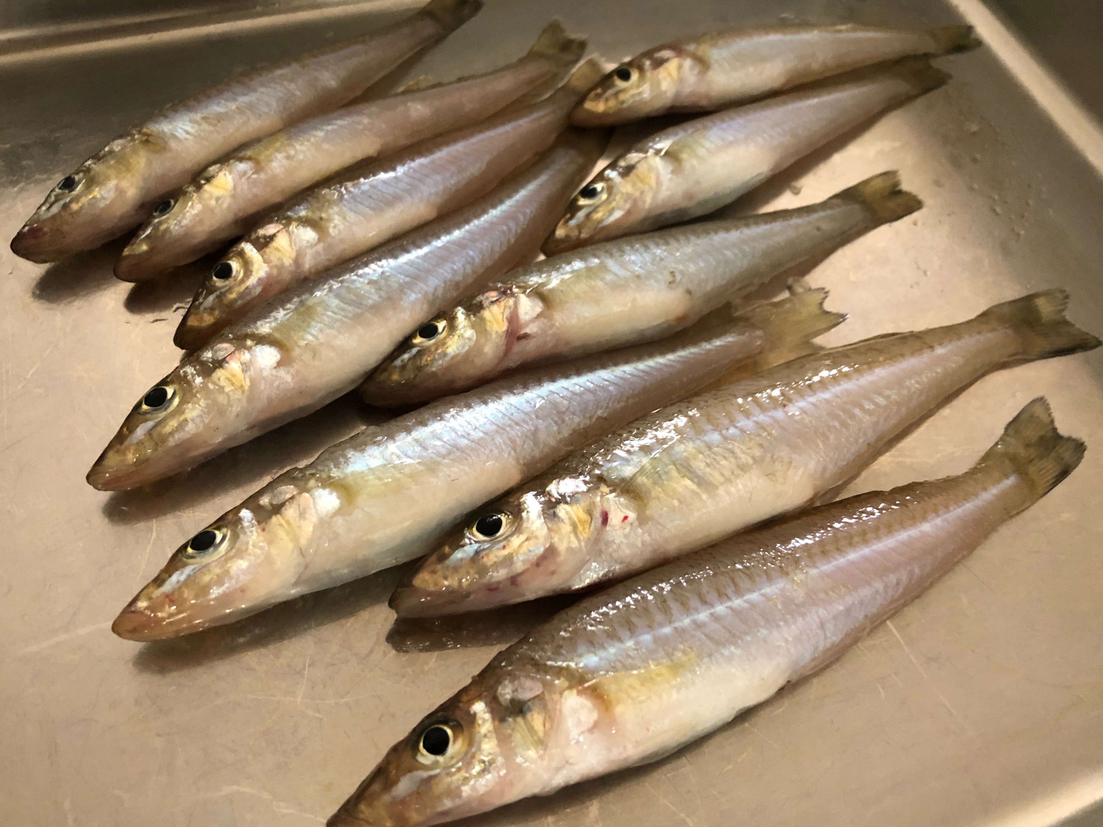 6 28須磨キス 続ポイント別釣り方 千守 漁港潜堤 そして駅前 Blue Tetristの釣りノート 6 28須磨キス 続ポイント別釣り方 千守 漁港潜堤 そして駅前 Blue Tetristの釣りノート