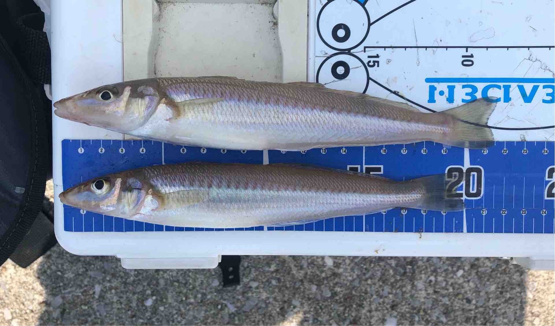 ちょい投げキス釣りで 置き竿 を選択するシチュエーション Blue Tetristの釣りノート ちょい投げキス釣りで 置き竿 を選択するシチュエーション Blue Tetristの釣りノート