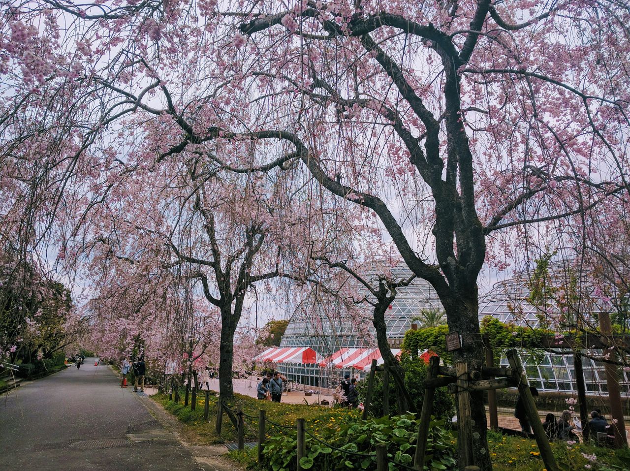 東谷山フルーツパーク しだれ桜とレモン園 サンワブログ 名古屋市守山区志段味