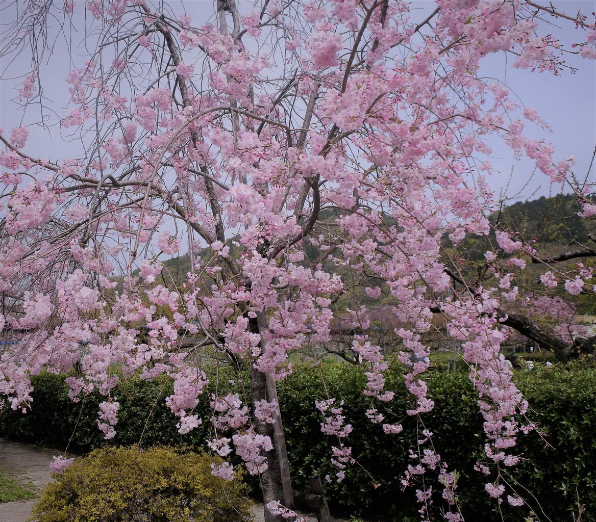 東谷山フルーツパーク しだれ桜 サンワブログ 名古屋市守山区志段味