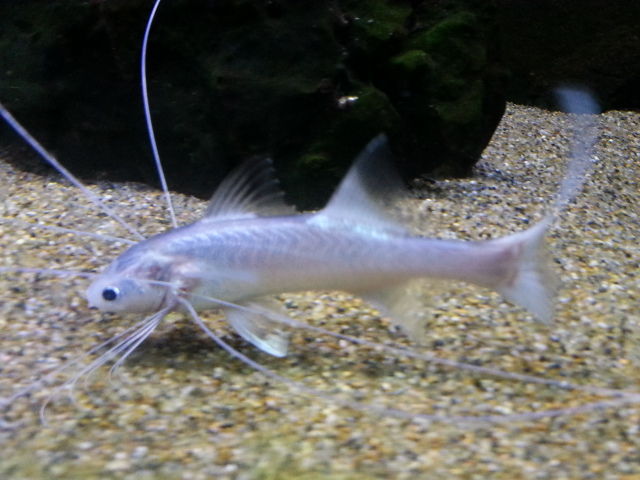 雑談 好きな魚2 アクアリウムへの独り言 雑談 好きな魚2 アクアリウムへの独り言