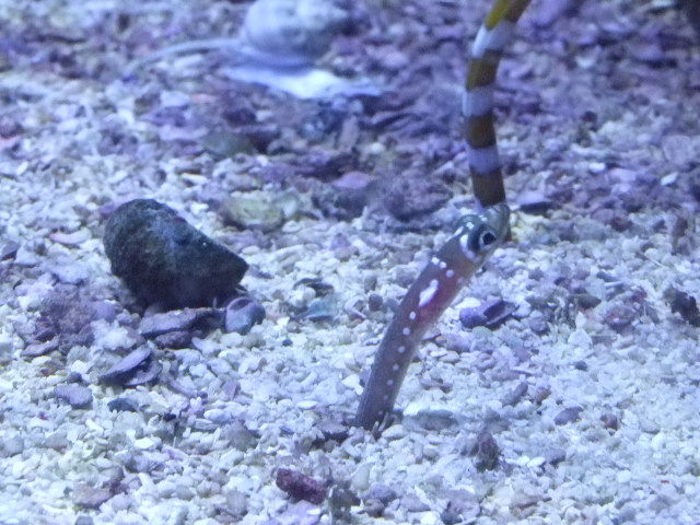 チンアナゴ アクアリウムへの独り言