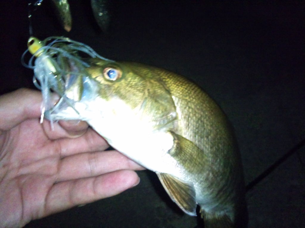 今夜もちょっと夜遊び スモールマウスバス In 阿武隈川