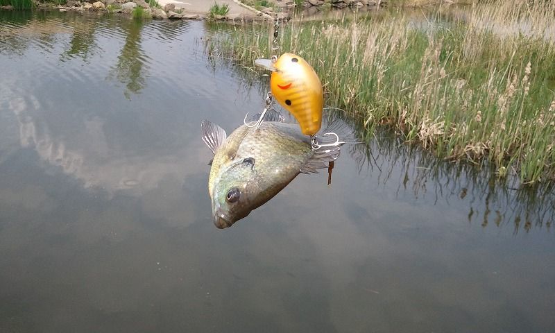 阿武隈川は激ニゴリ 高子沼は激シブ 完敗 スモールマウスバス In 阿武隈川