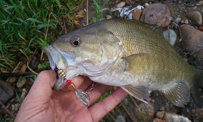 阿武隈川 やっと釣れた スモールマウスバス In 阿武隈川 阿武隈川 やっと釣れた スモールマウスバス In 阿武隈川
