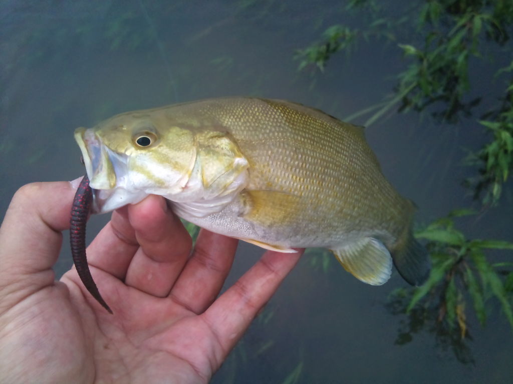 スモールマウスバス In 阿武隈川 スモールマウスバス スモールマウスバス In 阿武隈川 スモールマウスバス