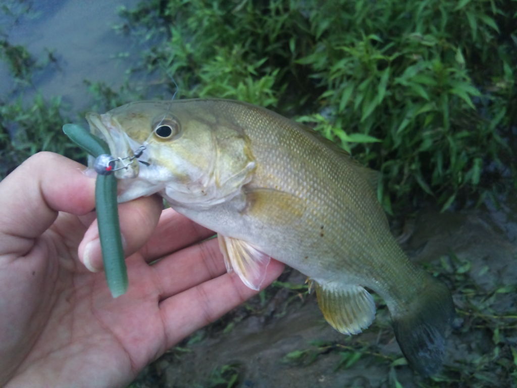 スモールマウスバス In 阿武隈川 スモールマウスバス