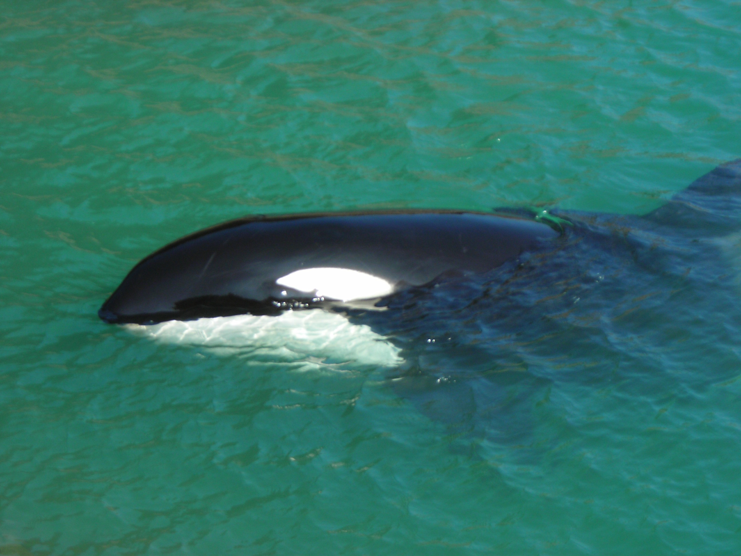 太地鯨博物館 ひらしゅうの 趣味的日記
