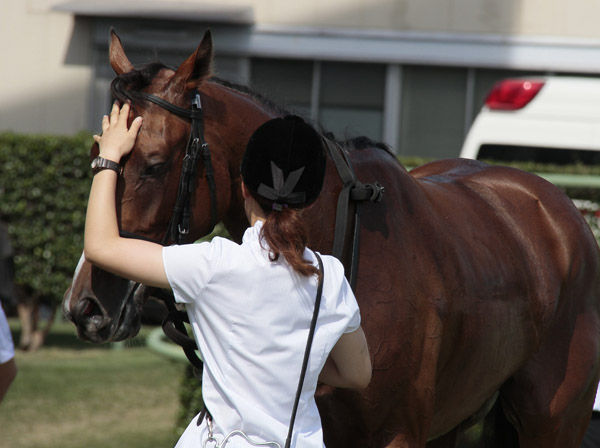 私 厩務員としてパドックで馬引っ張ってました Shuji1854のblog