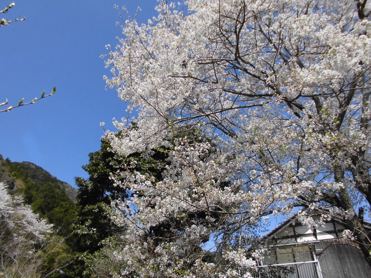 残る桜も散る桜 今は 気ままに自由に 地域活動 命
