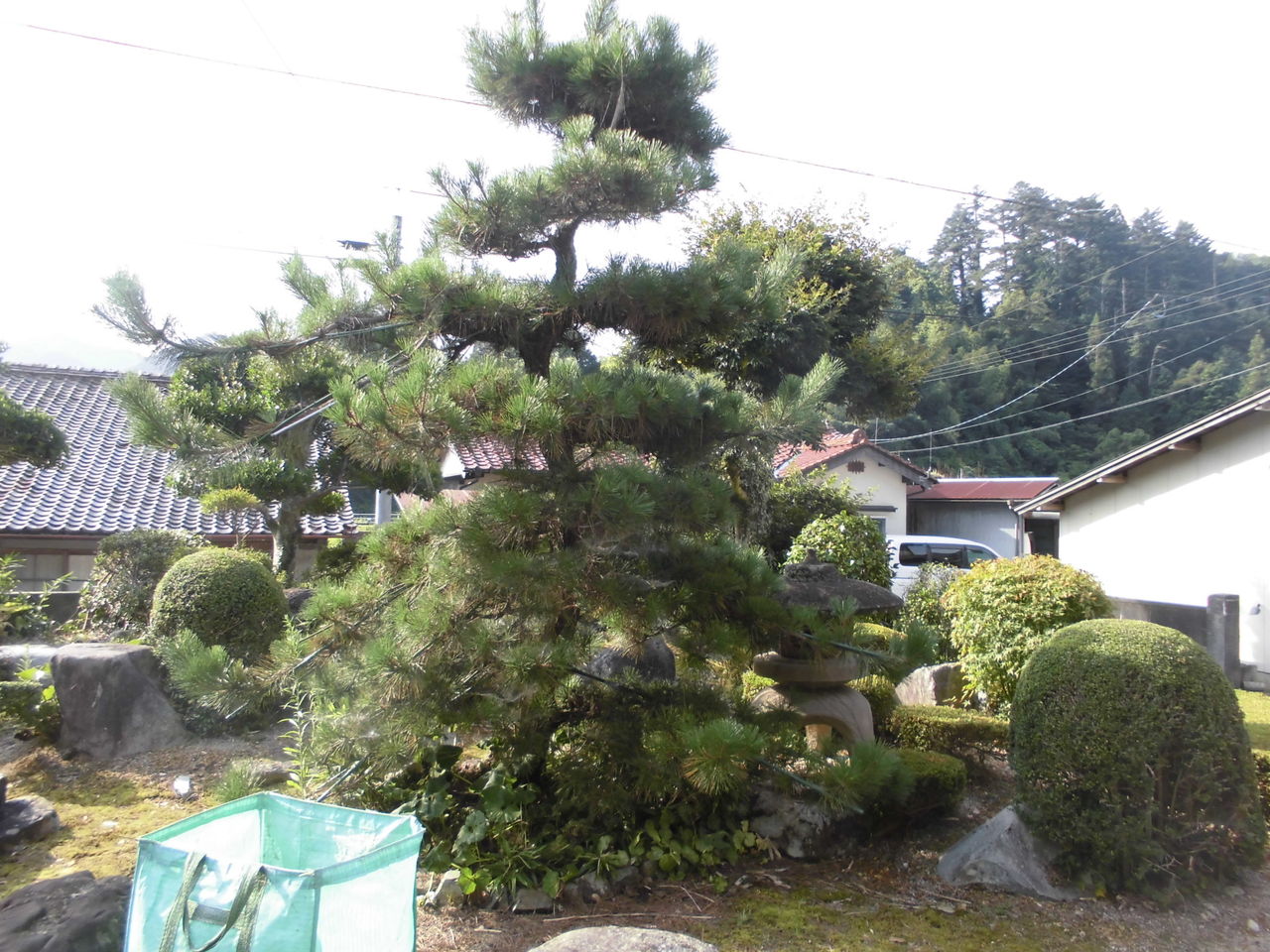 松に挑戦 今は 気ままに自由に 地域活動 命