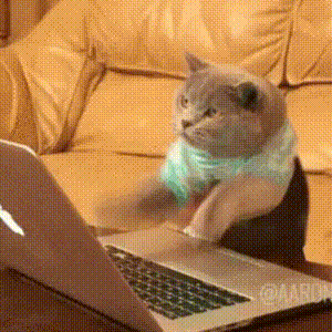 猫gif 2ch 猫gif 2ch