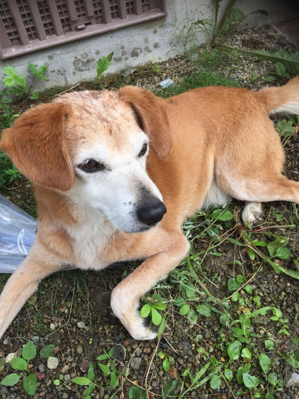 朗報 イッヌ 実りの秋を感じる 今日の立ち読みまとめ