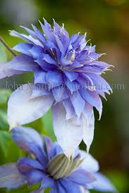 7月2日の誕生花 花言葉 趣味悠々 家庭菜園 7月2日の誕生花 花言葉 趣味悠々 家庭菜園
