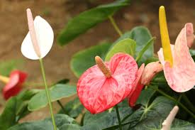 １２月１日の誕生花 ドラセナ ニオイスミレ アンスリウム 花言葉 趣味悠々 家庭菜園