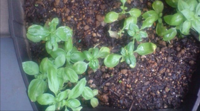 スイートバジル成長観察 8月15日 59日目 趣味悠々 家庭菜園 スイートバジル成長観察 8月15日 59日目 趣味悠々 家庭菜園