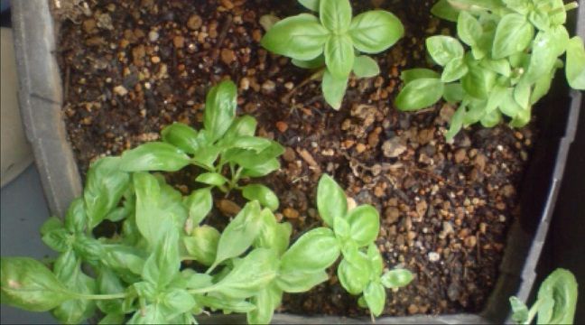 スイートバジル成長観察 ８３日目 葉が変色しているものも 趣味悠々 家庭菜園