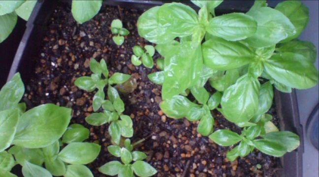 スイートバジル成長観察 74日目 1日にして 趣味悠々 家庭菜園 スイートバジル成長観察 74日目 1日にして 趣味悠々 家庭菜園