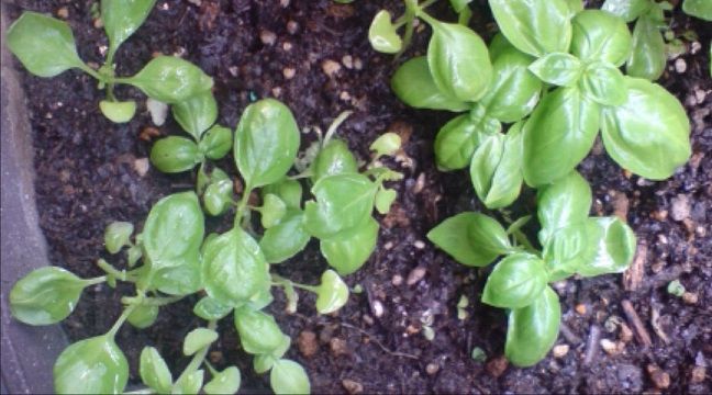 スイートバジル成長観察 8月1日 45日目 趣味悠々 家庭菜園 スイートバジル成長観察 8月1日 45日目 趣味悠々 家庭菜園