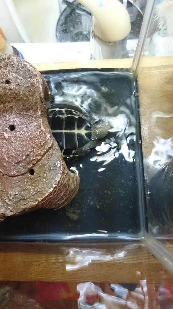 ひっくり返りカメ クサガメとの日々