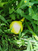 赤かぼちゃ黄色