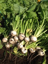 ���ּ��ϳ���