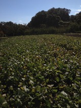 ��Ʀ���ճ���