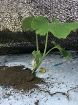 2016-07-04-16-33-36