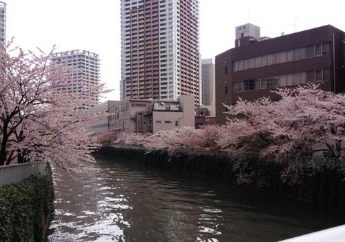 目黒川の桜 大崎編 Mars Submarine 目黒川の桜 大崎編 Mars Submarine