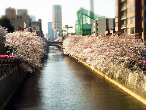 目黒川_桜2