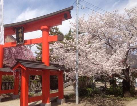 石和温泉桜2