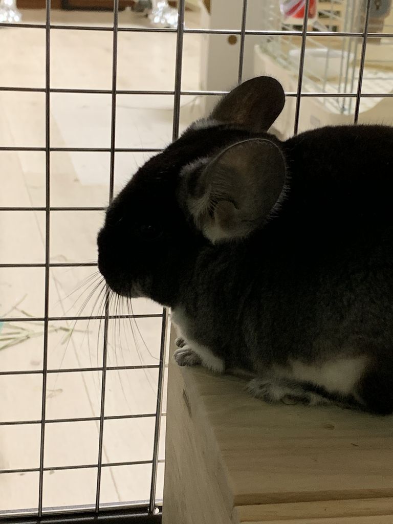 関西口コミで話題のアニマルカフェはここ 小動物好きの為の厳選5選 ミニブタ カワウソ ハリネズミ プレーリードッグほか Nextadvance 5809のblog 関西口コミで話題のアニマルカフェはここ 小動物好きの為の厳選5選 ミニブタ カワウソ ハリネズミ プレーリードッグほか Nextadvance 5809のblog