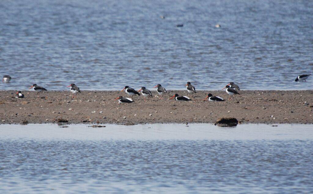ミヤコドリ その後 春国岱ネイチャーセンター