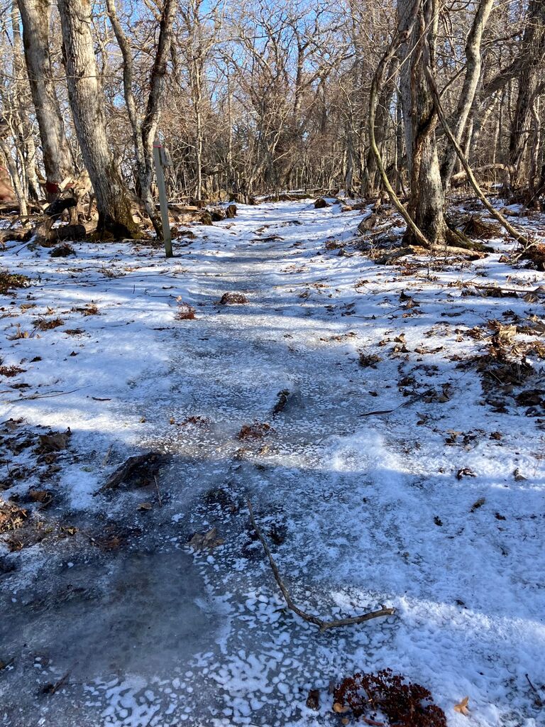 1月中旬の春国岱自然情報 春国岱ネイチャーセンター
