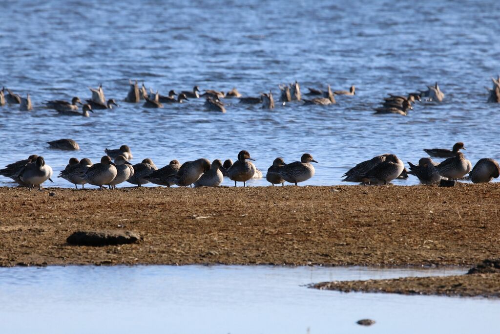11/21春国岱自然情報 春国岱ネイチャーセンター