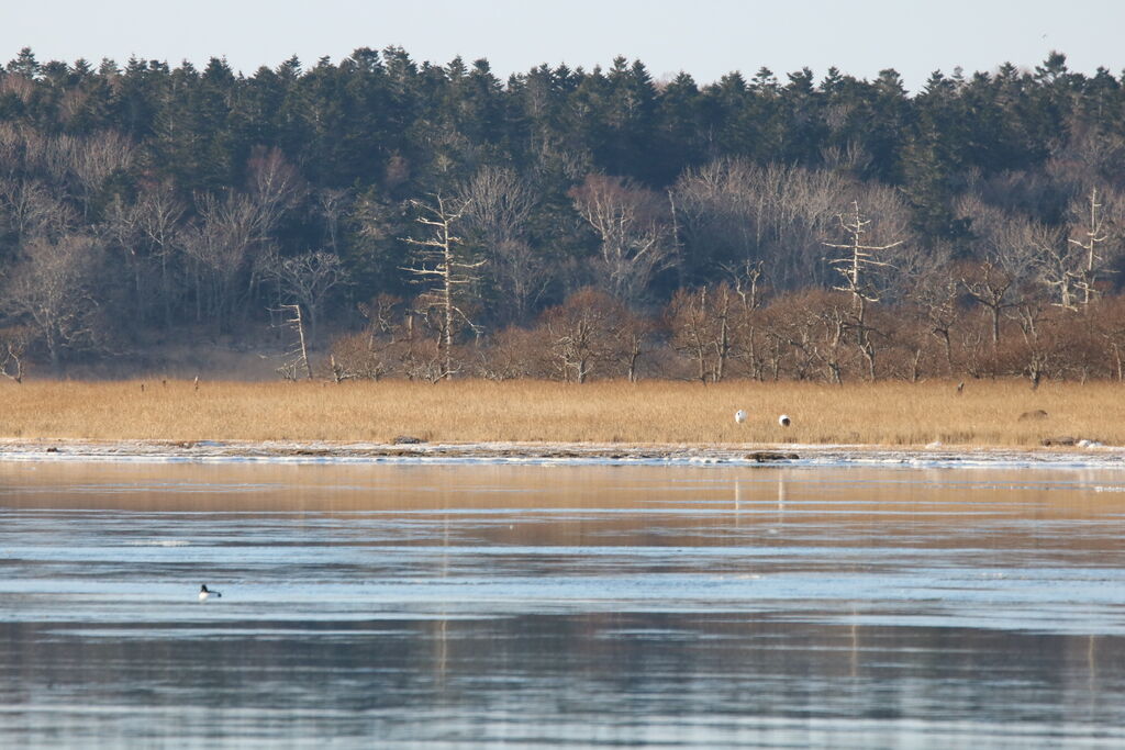 年末年始のお知らせ 春国岱ネイチャーセンター