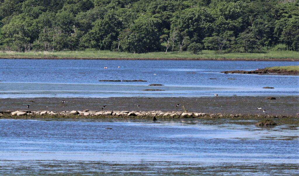 7/2 春国岱の自然情報 春国岱ネイチャーセンター