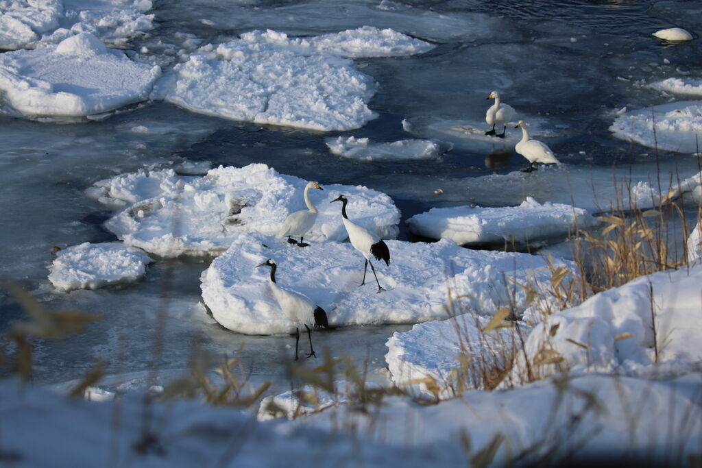 最近の東梅自然学習林の様子 春国岱ネイチャーセンター