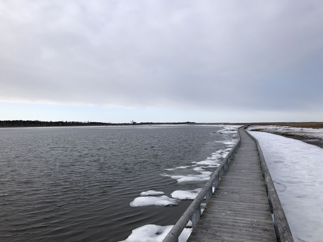 1月の見どころ予報 春国岱ネイチャーセンター