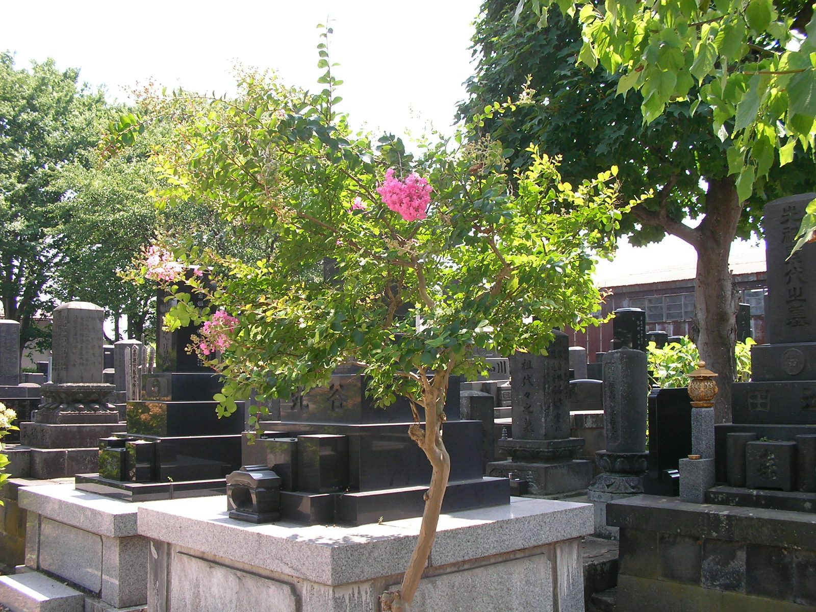 20150812_05.jpg