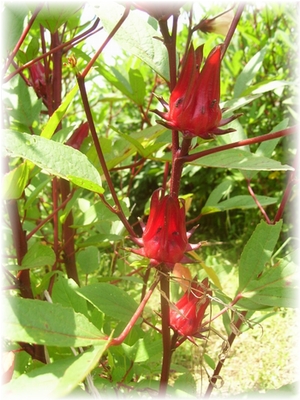 20140627_02.jpg