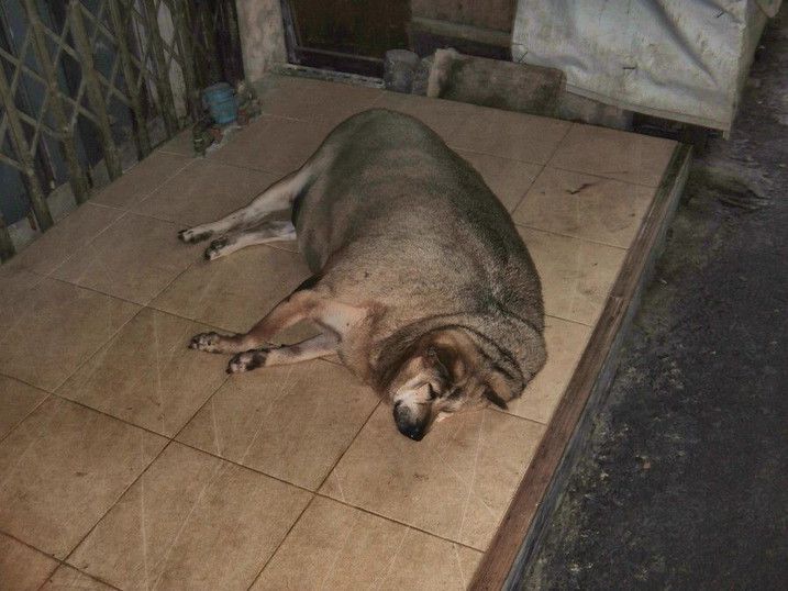 ウドムスック駅前を徘徊する肥満犬 いまだ旅の途中 クルンテープの大空から Powered By ライブドアブログ