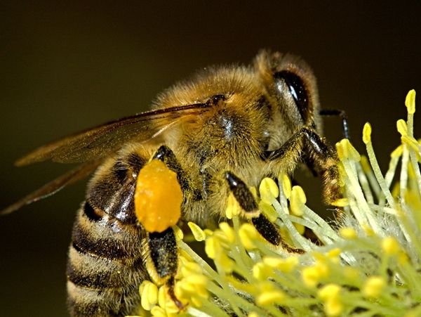 ビーポーレン 蜂花粉 って何さ いまだ旅の途中 クルンテープの大空から Powered By ライブドアブログ